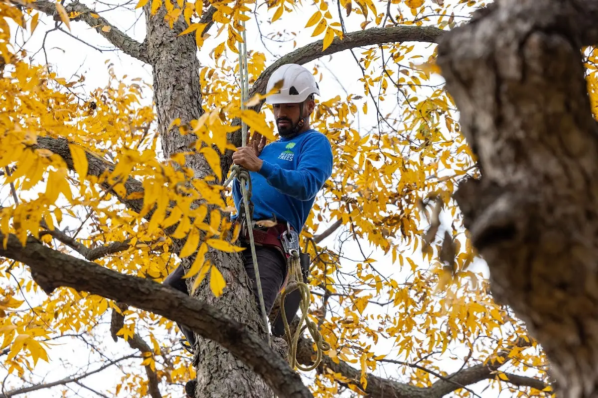 Skilled Tree Transplanting crew working in Great Bend